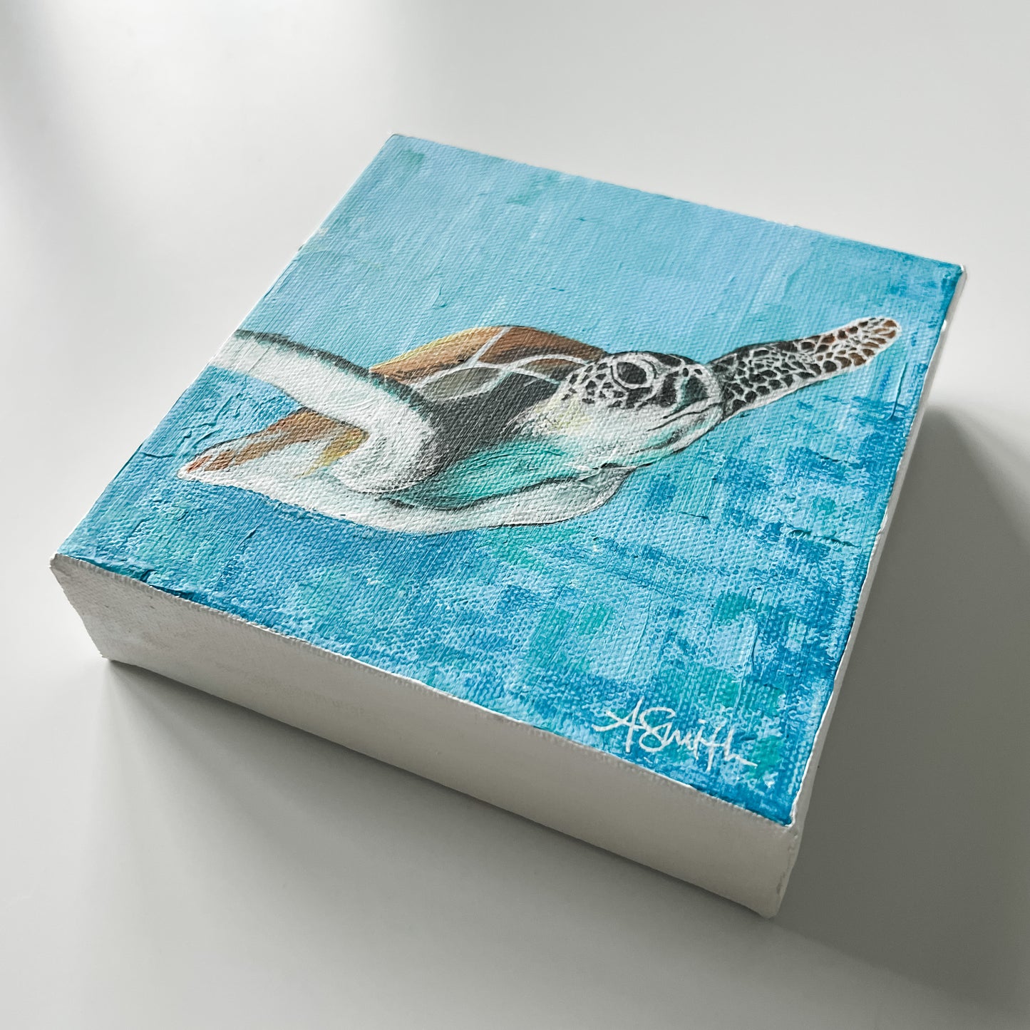 Baby Loggerhead, 6x6"