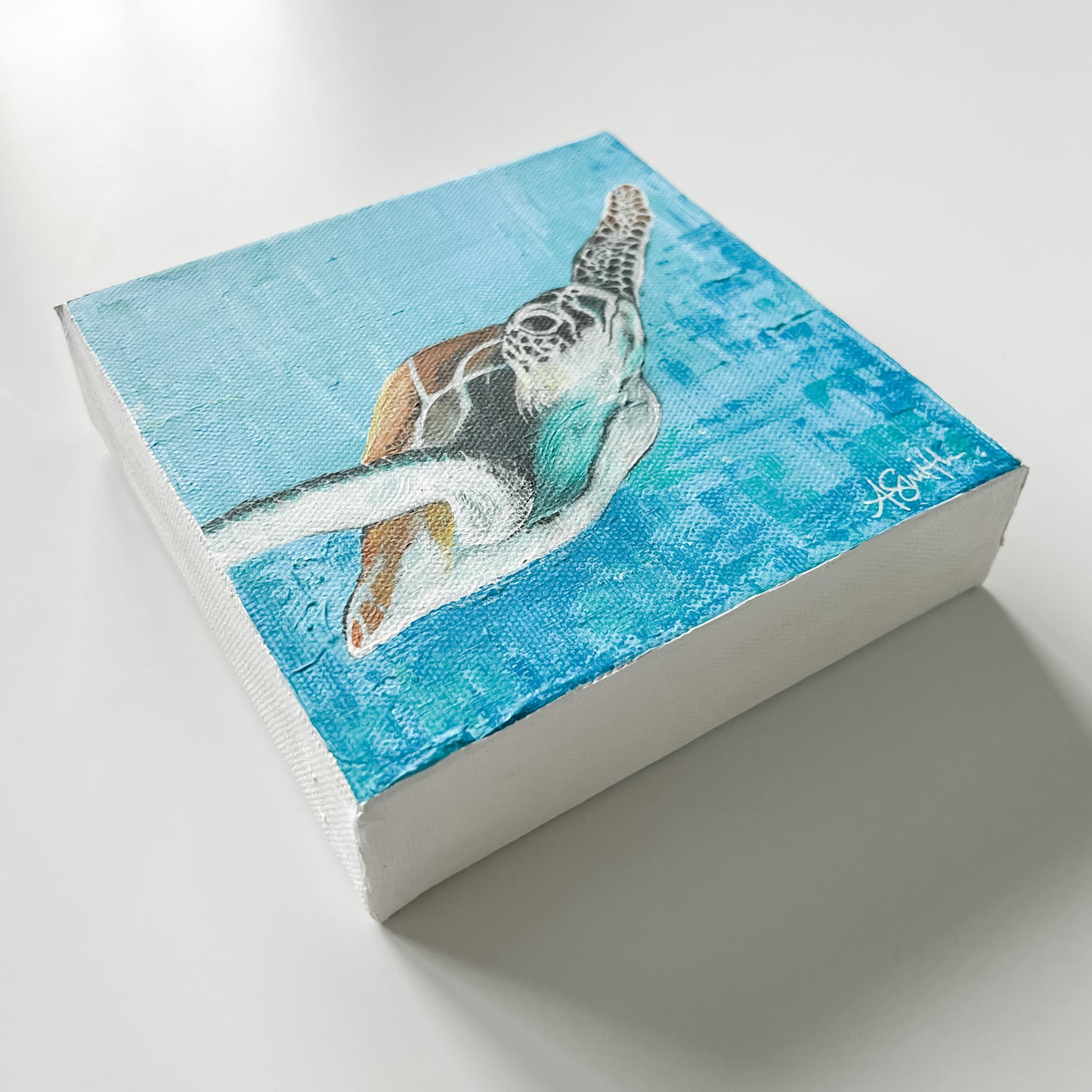 Baby Loggerhead, 6x6"